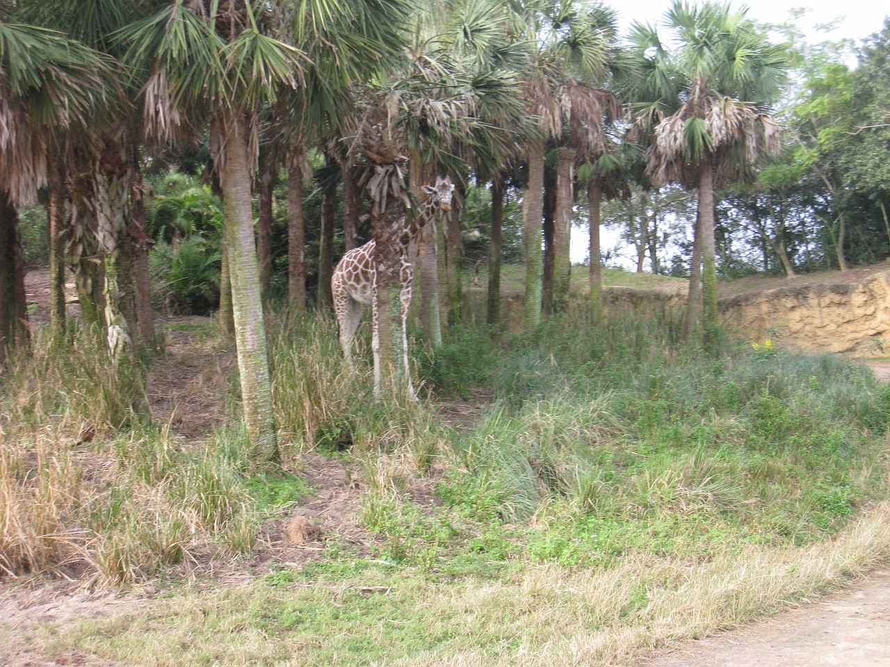 Vacation 2007-12 - Disney Parks  0469.jpg - The 2007-08 vacation to Florida included Disney World. We visited some of the larger theme Resorts along with Animal Kingdom and Disney Hollywood Studios.